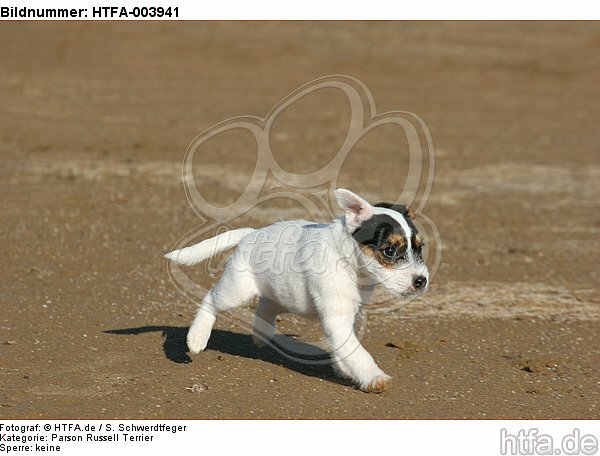 Parson Russell Terrier Welpe / parson russell terrier puppy / HTFA-003941