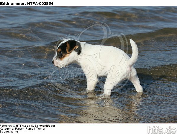 Parson Russell Terrier Welpe / parson russell terrier puppy / HTFA-003954