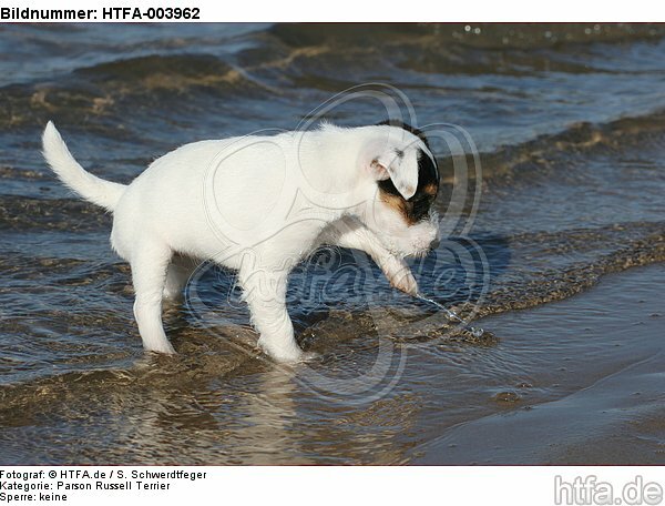 Parson Russell Terrier Welpe / parson russell terrier puppy / HTFA-003962