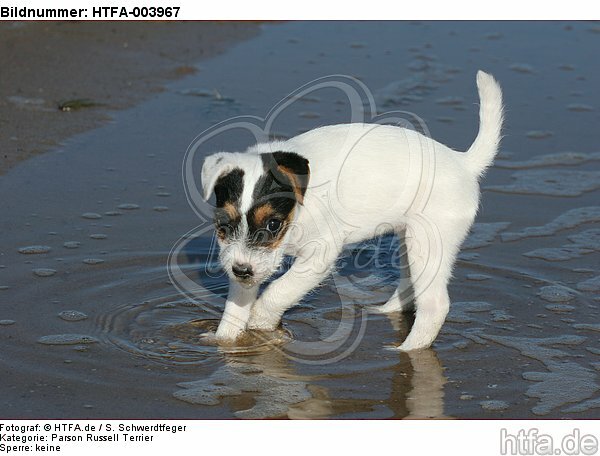 Parson Russell Terrier Welpe / parson russell terrier puppy / HTFA-003967