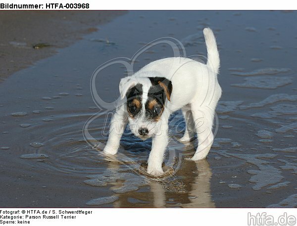 Parson Russell Terrier Welpe / parson russell terrier puppy / HTFA-003968