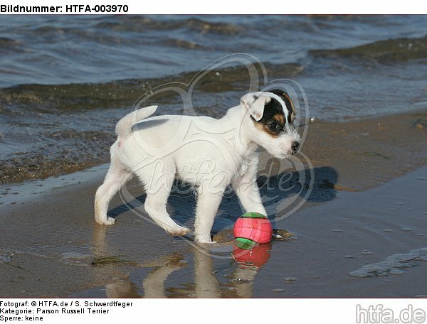 Parson Russell Terrier Welpe / parson russell terrier puppy / HTFA-003970