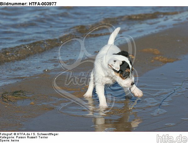 Parson Russell Terrier Welpe / parson russell terrier puppy / HTFA-003977