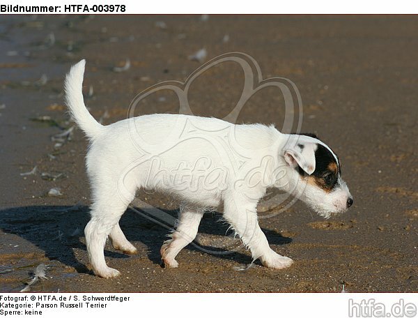 Parson Russell Terrier Welpe / parson russell terrier puppy / HTFA-003978