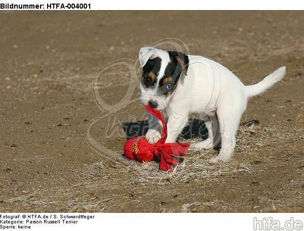 Parson Russell Terrier Welpe / parson russell terrier puppy / HTFA-004001