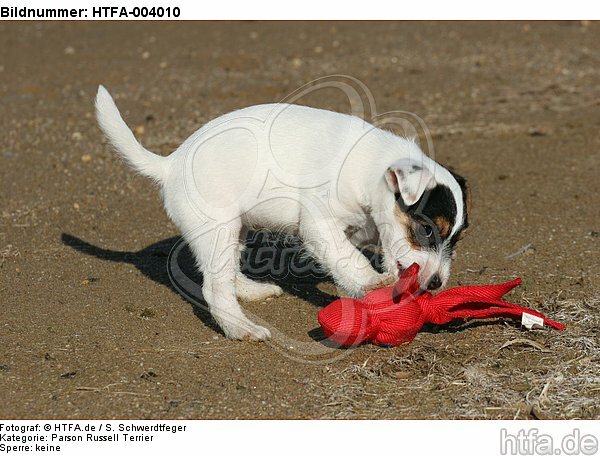 Parson Russell Terrier Welpe / parson russell terrier puppy / HTFA-004010