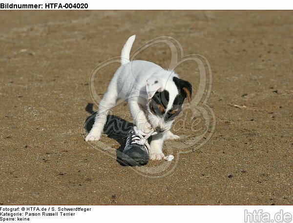 Parson Russell Terrier Welpe / parson russell terrier puppy / HTFA-004020