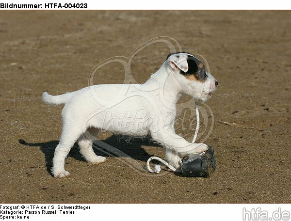 Parson Russell Terrier Welpe / parson russell terrier puppy / HTFA-004023