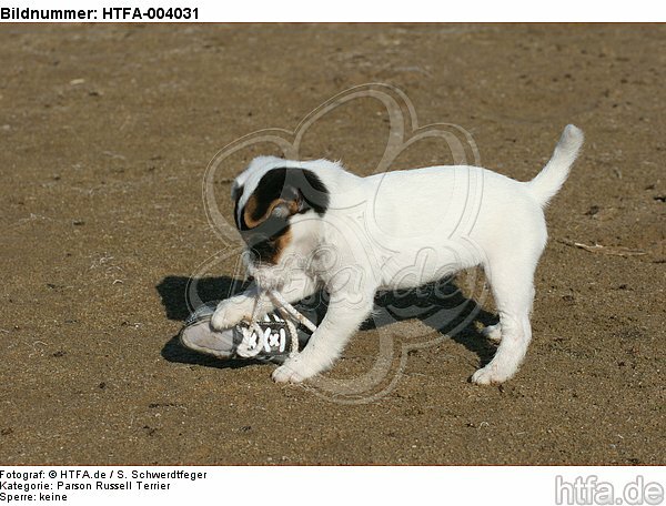 Parson Russell Terrier Welpe / parson russell terrier puppy / HTFA-004031