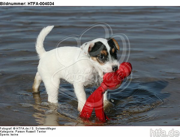 Parson Russell Terrier Welpe / parson russell terrier puppy / HTFA-004034