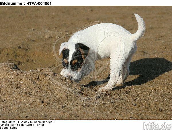 Parson Russell Terrier Welpe / parson russell terrier puppy / HTFA-004051