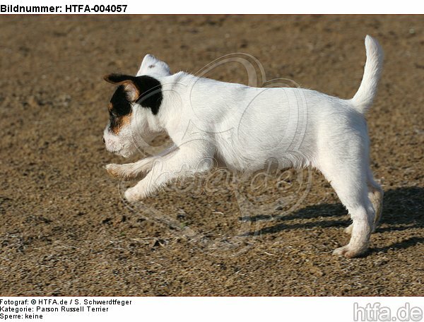 Parson Russell Terrier Welpe / parson russell terrier puppy / HTFA-004057
