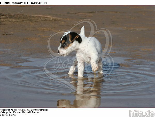 Parson Russell Terrier Welpe / parson russell terrier puppy / HTFA-004080