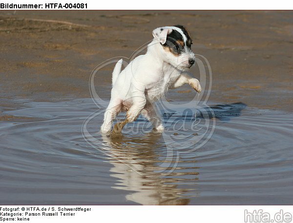 Parson Russell Terrier Welpe / parson russell terrier puppy / HTFA-004081