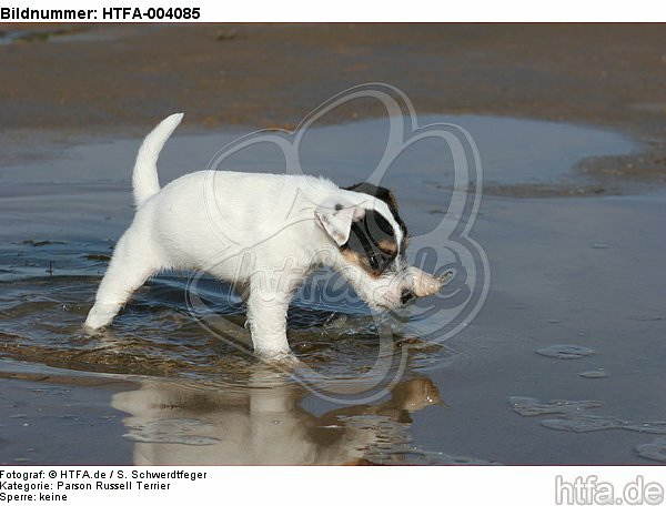 Parson Russell Terrier Welpe / parson russell terrier puppy / HTFA-004085