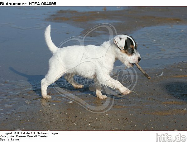Parson Russell Terrier Welpe / parson russell terrier puppy / HTFA-004095