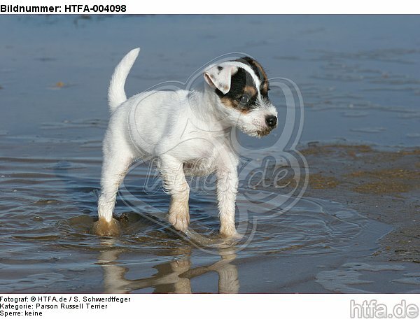 Parson Russell Terrier Welpe / parson russell terrier puppy / HTFA-004098