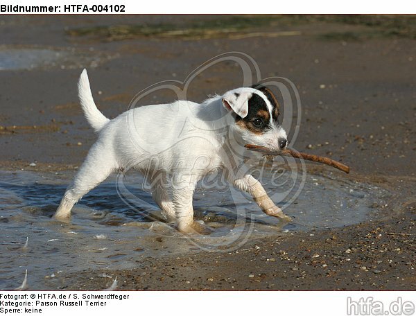 Parson Russell Terrier Welpe / parson russell terrier puppy / HTFA-004102