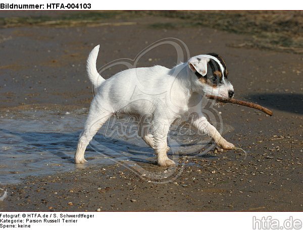 Parson Russell Terrier Welpe / parson russell terrier puppy / HTFA-004103