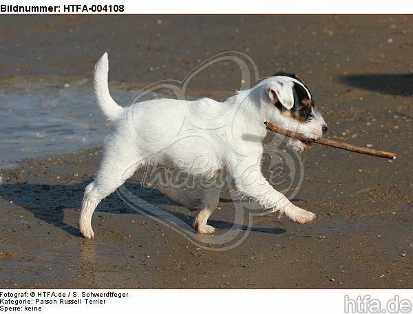 Parson Russell Terrier Welpe / parson russell terrier puppy / HTFA-004108