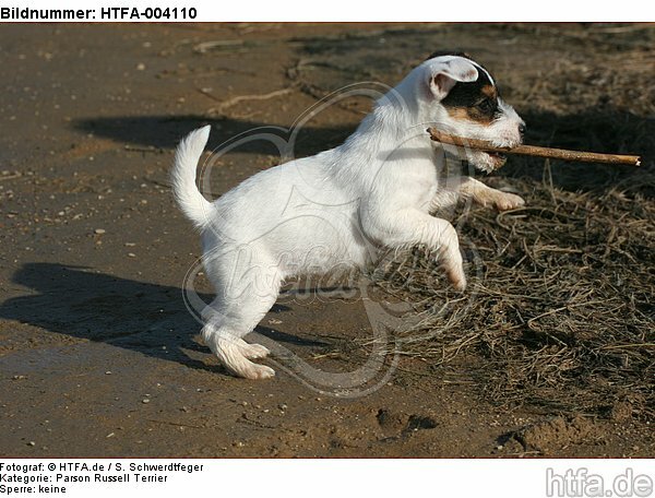 Parson Russell Terrier Welpe / parson russell terrier puppy / HTFA-004110