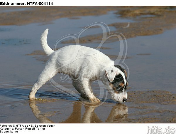 Parson Russell Terrier Welpe / parson russell terrier puppy / HTFA-004114