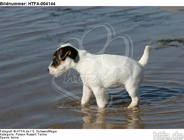 Parson Russell Terrier Welpe / parson russell terrier puppy / HTFA-004144