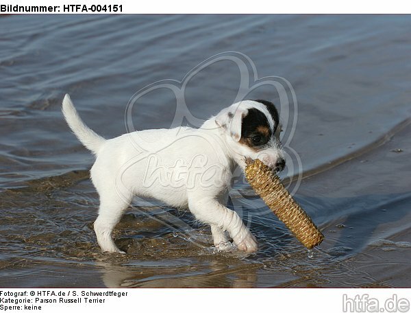 Parson Russell Terrier Welpe / parson russell terrier puppy / HTFA-004151