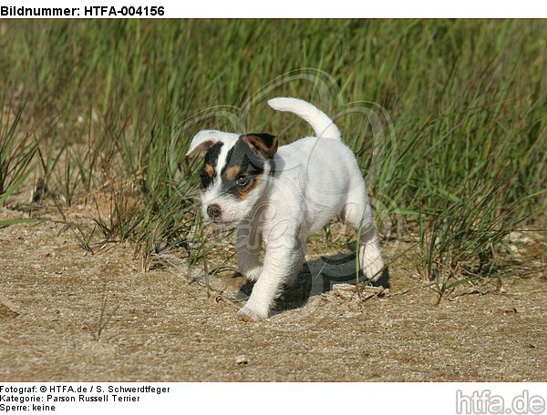 Parson Russell Terrier Welpe / parson russell terrier puppy / HTFA-004156