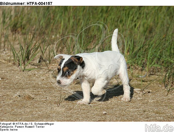 Parson Russell Terrier Welpe / parson russell terrier puppy / HTFA-004157