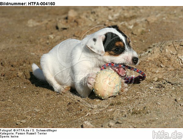 Parson Russell Terrier Welpe / parson russell terrier puppy / HTFA-004160