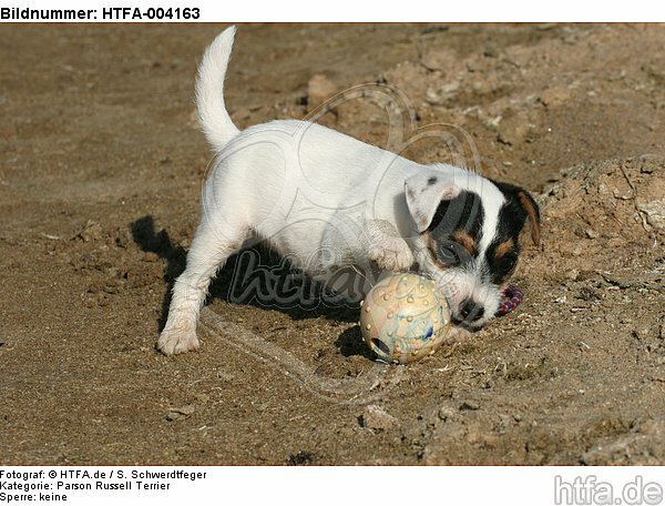 Parson Russell Terrier Welpe / parson russell terrier puppy / HTFA-004163