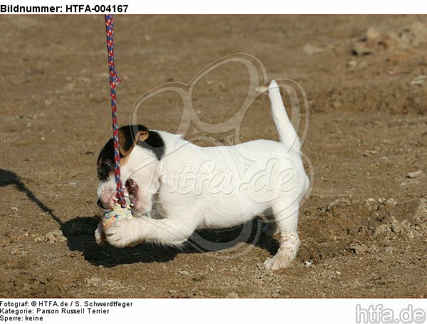 Parson Russell Terrier Welpe / parson russell terrier puppy / HTFA-004167