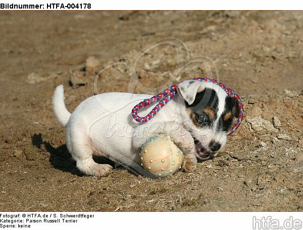 Parson Russell Terrier Welpe / parson russell terrier puppy / HTFA-004178