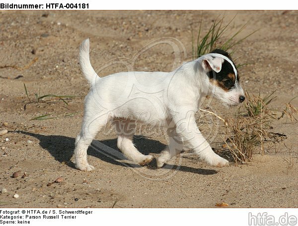 Parson Russell Terrier Welpe / parson russell terrier puppy / HTFA-004181