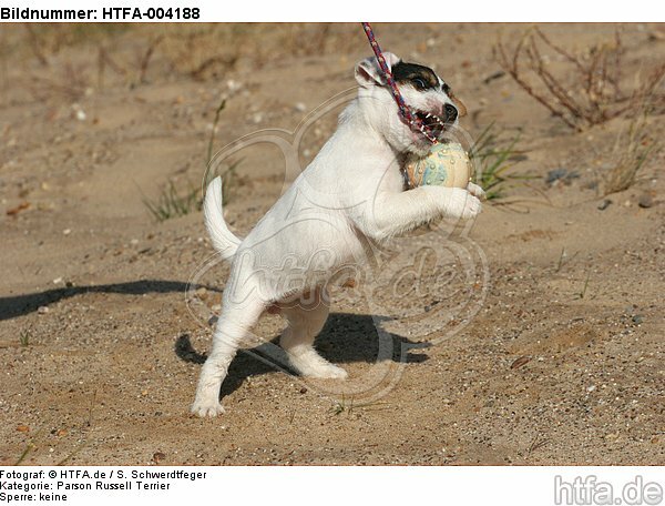 Parson Russell Terrier Welpe / parson russell terrier puppy / HTFA-004188