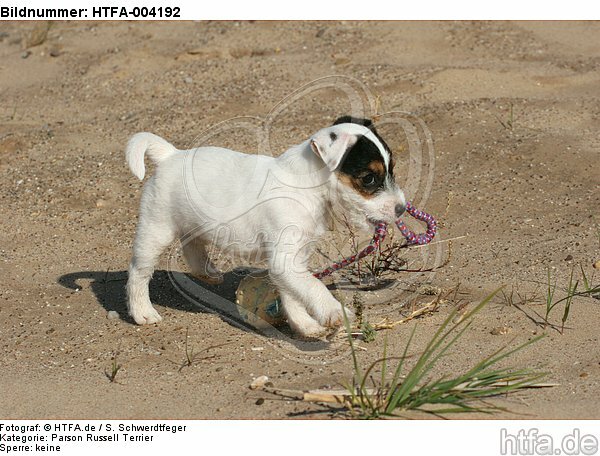 Parson Russell Terrier Welpe / parson russell terrier puppy / HTFA-004192