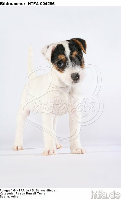 Parson Russell Terrier Welpe / parson russell terrier puppy / HTFA-004286
