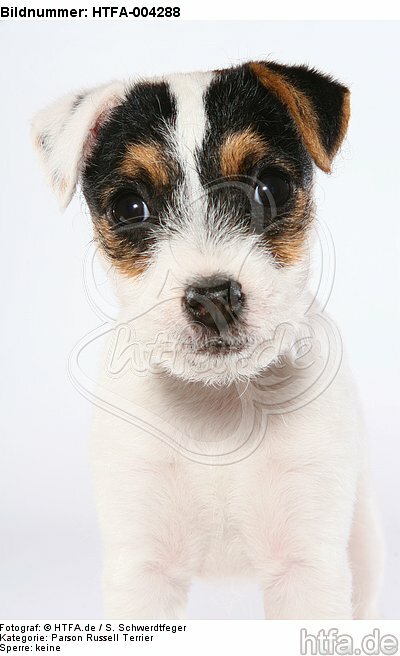 Parson Russell Terrier Welpe / parson russell terrier puppy / HTFA-004288