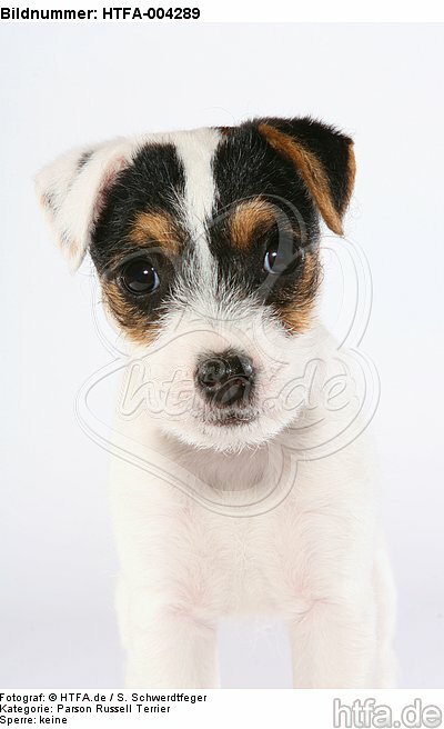 Parson Russell Terrier Welpe / parson russell terrier puppy / HTFA-004289