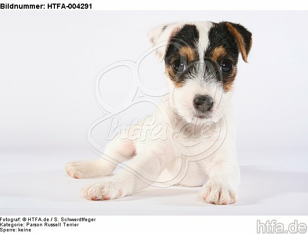 Parson Russell Terrier Welpe / parson russell terrier puppy / HTFA-004291