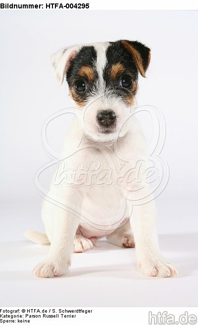 Parson Russell Terrier Welpe / parson russell terrier puppy / HTFA-004295