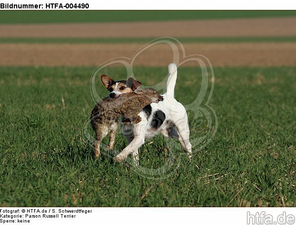 Parson Russell Terrier / HTFA-004490