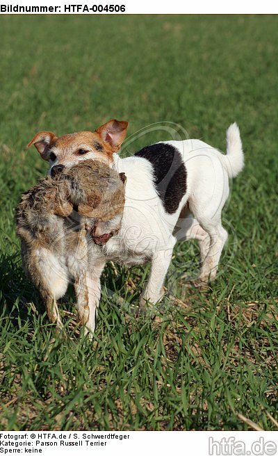 Parson Russell Terrier / HTFA-004506