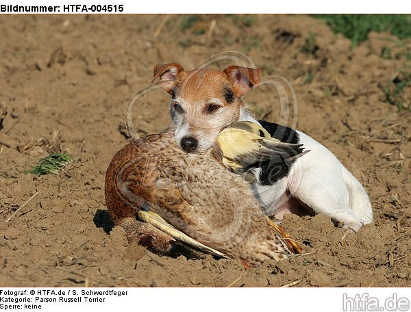 Parson Russell Terrier / HTFA-004515