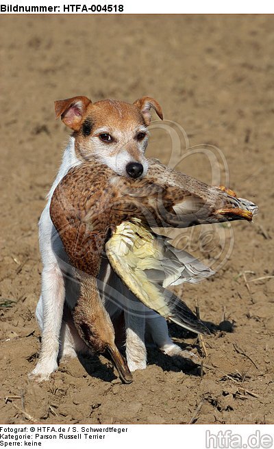 Parson Russell Terrier / HTFA-004518