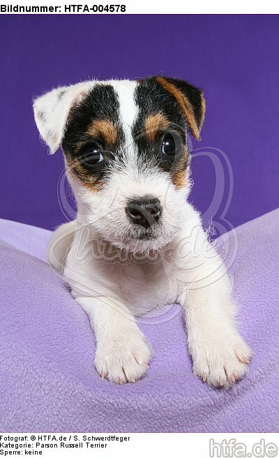 Parson Russell Terrier Welpe / parson russell terrier puppy / HTFA-004578