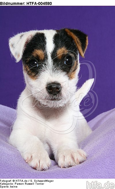 Parson Russell Terrier Welpe / parson russell terrier puppy / HTFA-004580