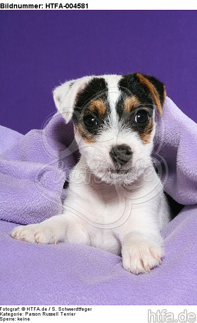 Parson Russell Terrier Welpe / parson russell terrier puppy / HTFA-004581