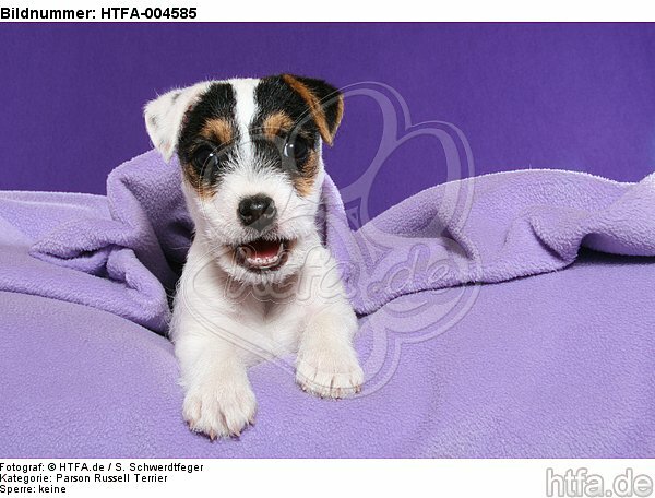 Parson Russell Terrier Welpe / parson russell terrier puppy / HTFA-004585